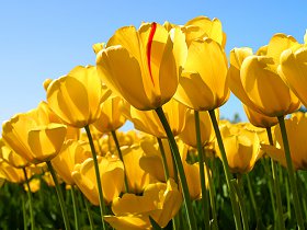 Tulips - Copy.jpg